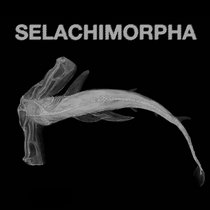 Shark School - Selachimorpha