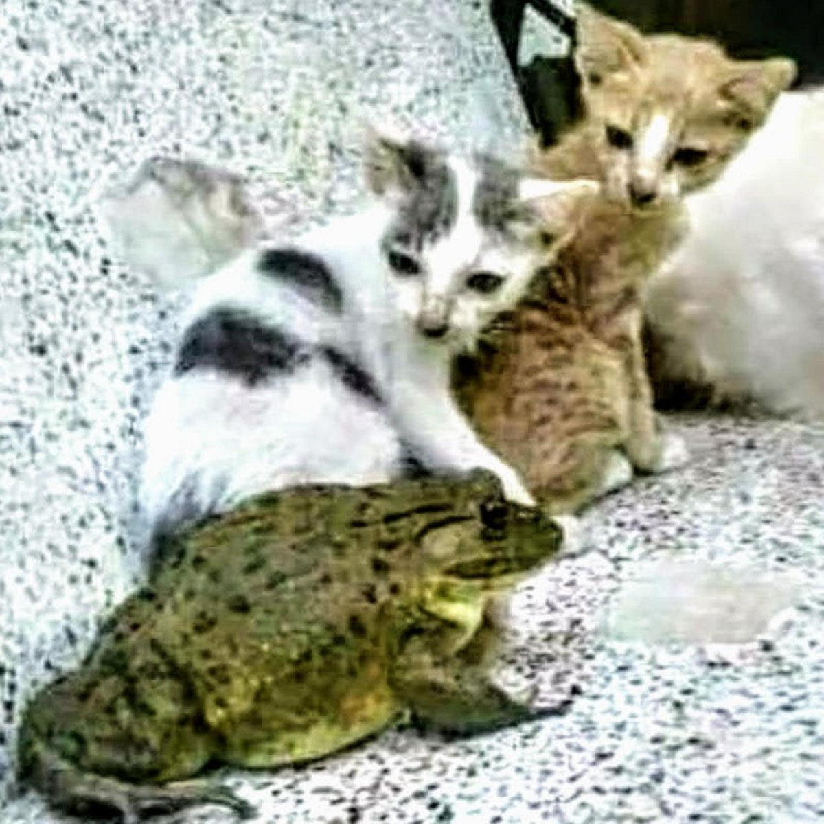 Hotel Frogs Demos Hotel Frogs Kollan Davio