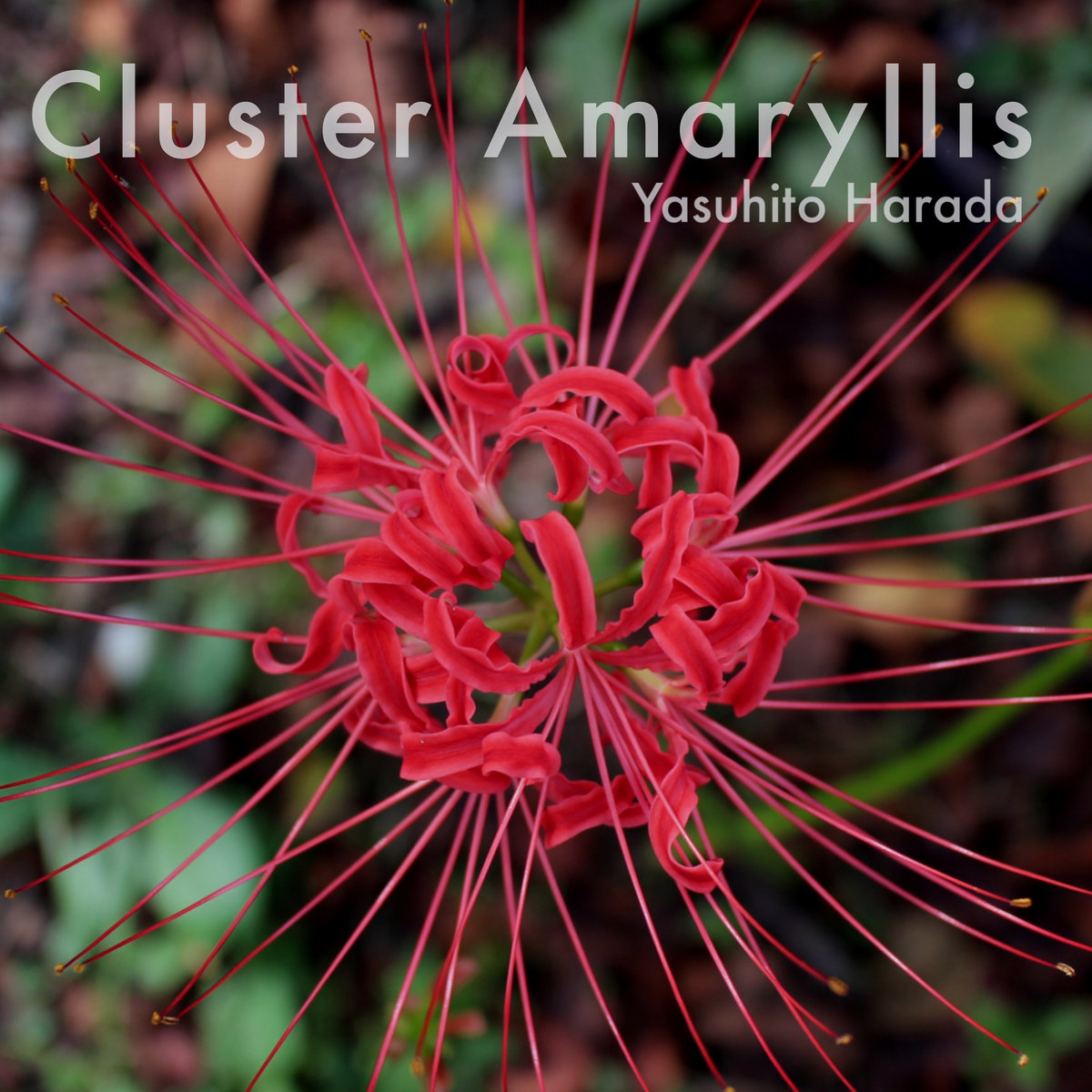 Cluster Amaryllis | Yasuhito Harada