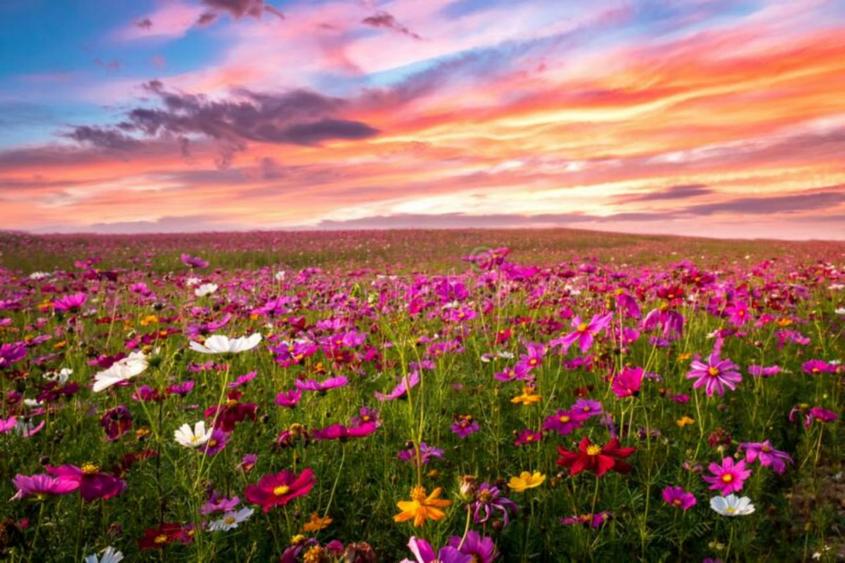 Look at The Flowers Blooming Simply Inspiring Simply Inspiring Simply Inspiring 🦇