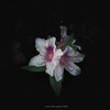 Half Remembered Dreams