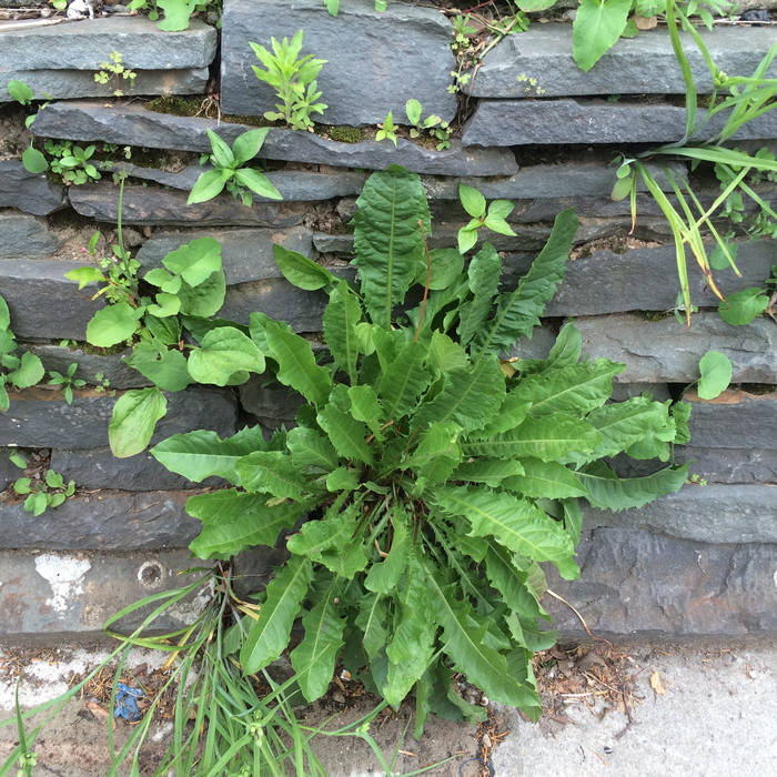 Tiger Mountain Peasant Song Dan de Lion Dan de Lion