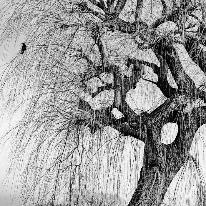 Blackest Crow Beneath The Willow Wychwood
