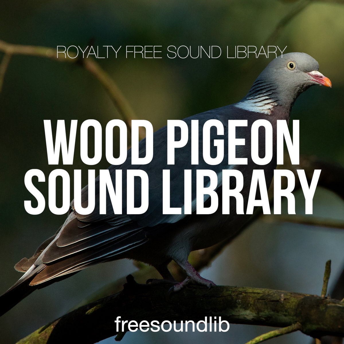 Wood Pigeon Sound Library freesoundlib