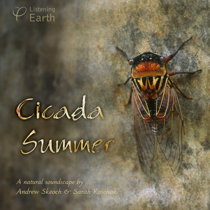 Cicada Summer Andrew Skeoch