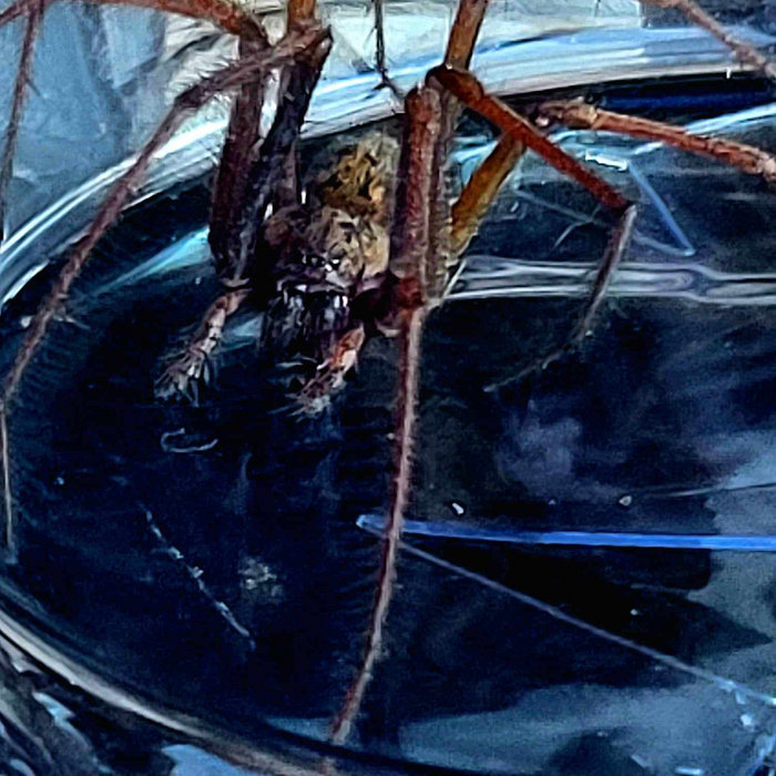 Spiders Under My Skin (demo) Vivisect