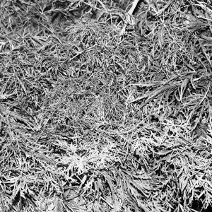 Flowers in Kawameeh Park cover