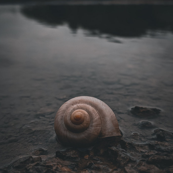 Dream of the Snail INKLESS