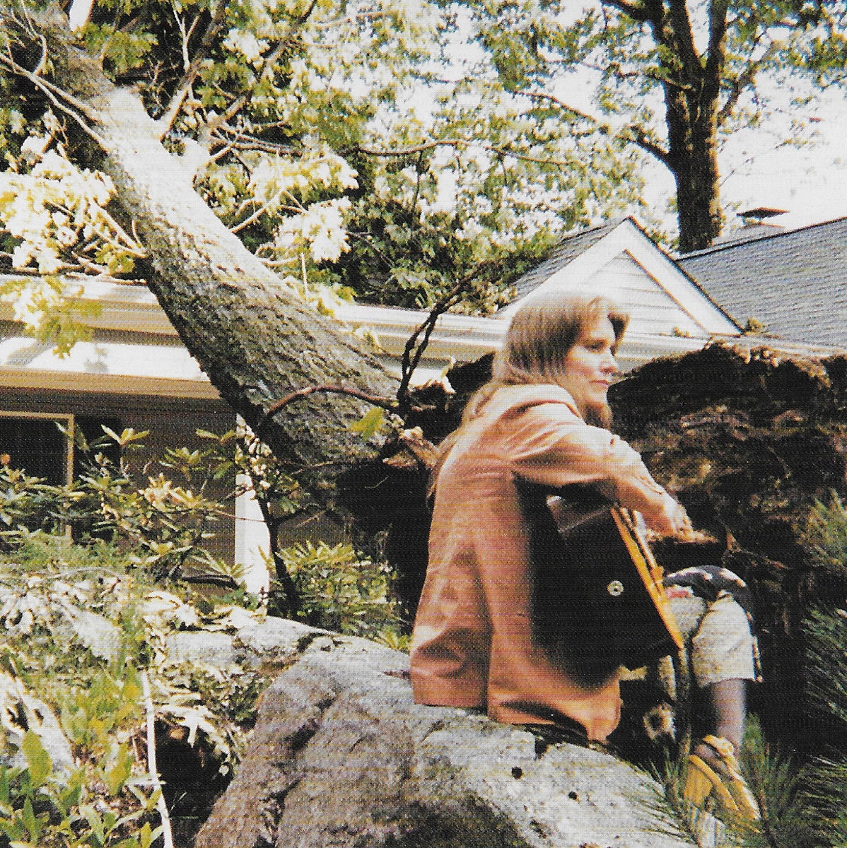 The Sound of a Tree Falling album Terre Roche