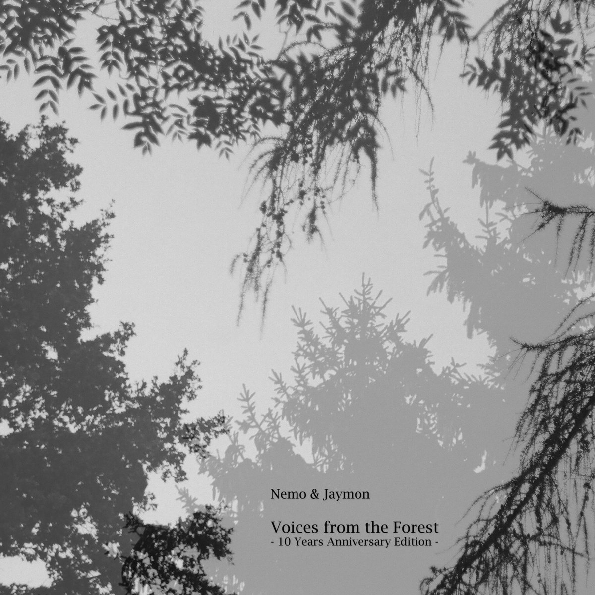 Forestscapes | Nemo & Jaymon | Forest Roots