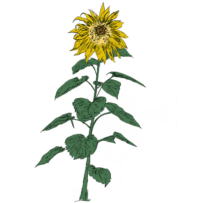 未開封 Sunflower's Garden / ひまわり花粉症 アルバム CD Music To Watch Seeds Grow By 007: Brian d'Souza (Sunflowers