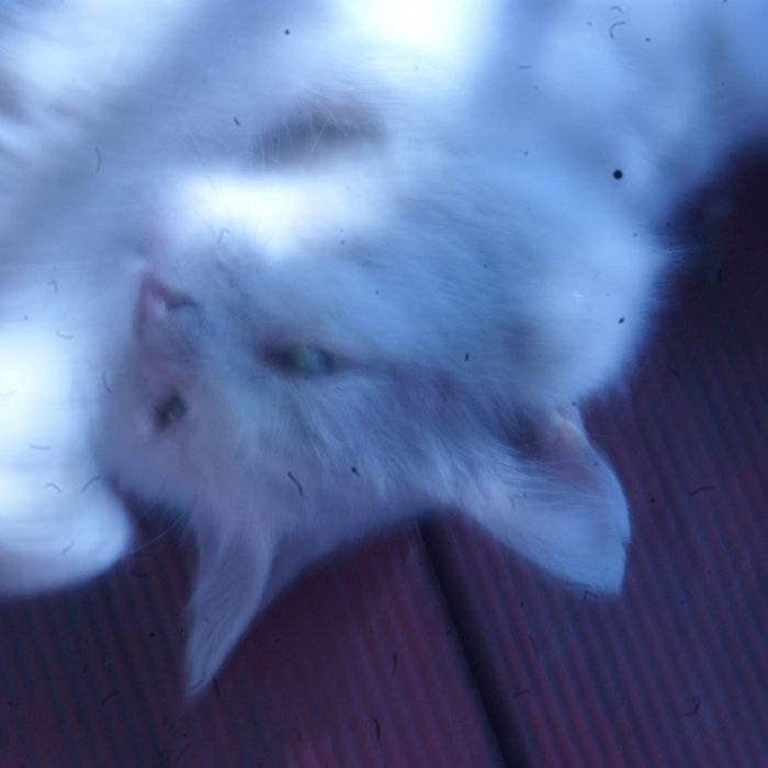 Кошкин садик | Кошкин садик | Ceott