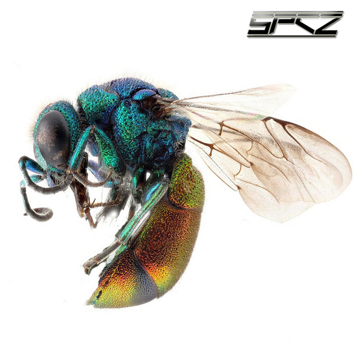 SPCZ - Vespiade