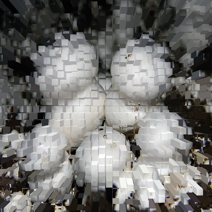 How to Clean White Button Mushrooms | Rosy B. | loop:hole