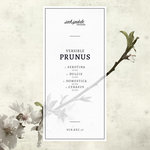 Prunus