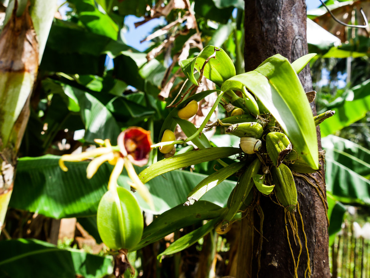 Clave cubaine Visiter Cuba