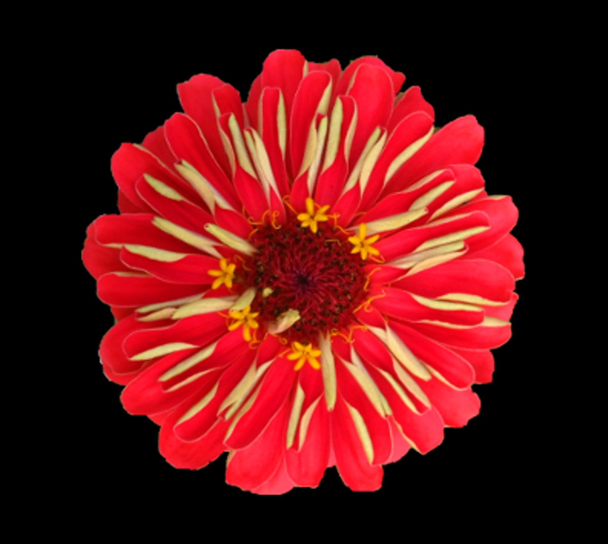 neon flowers typical citizen