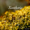 Xanthoria Cover Art