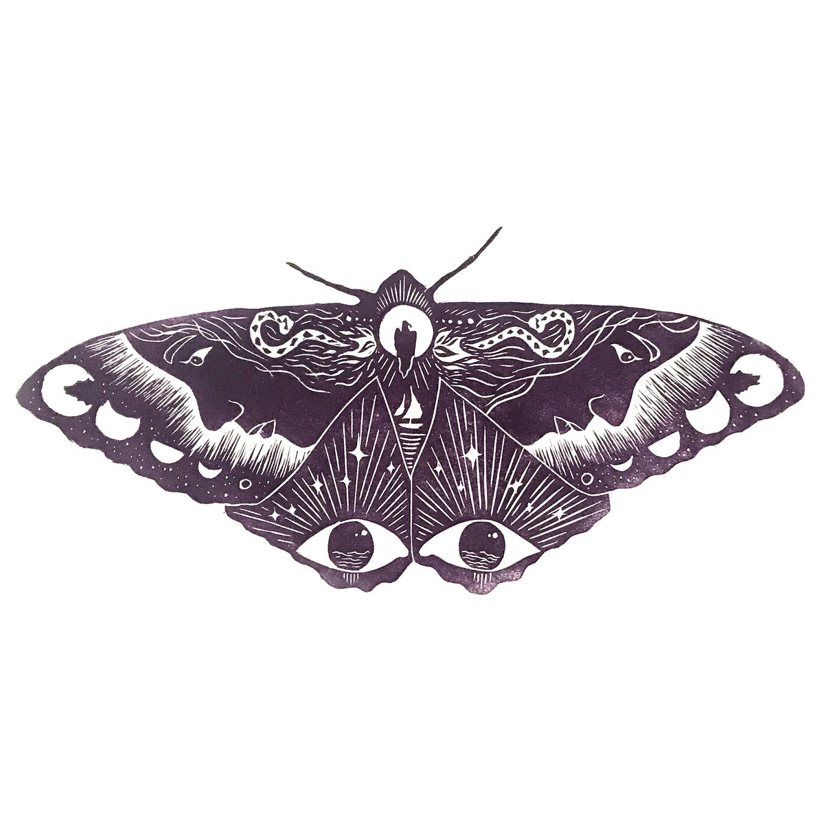 Picture Of A Black Witch Moth