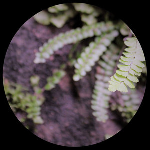Undergrowth cover