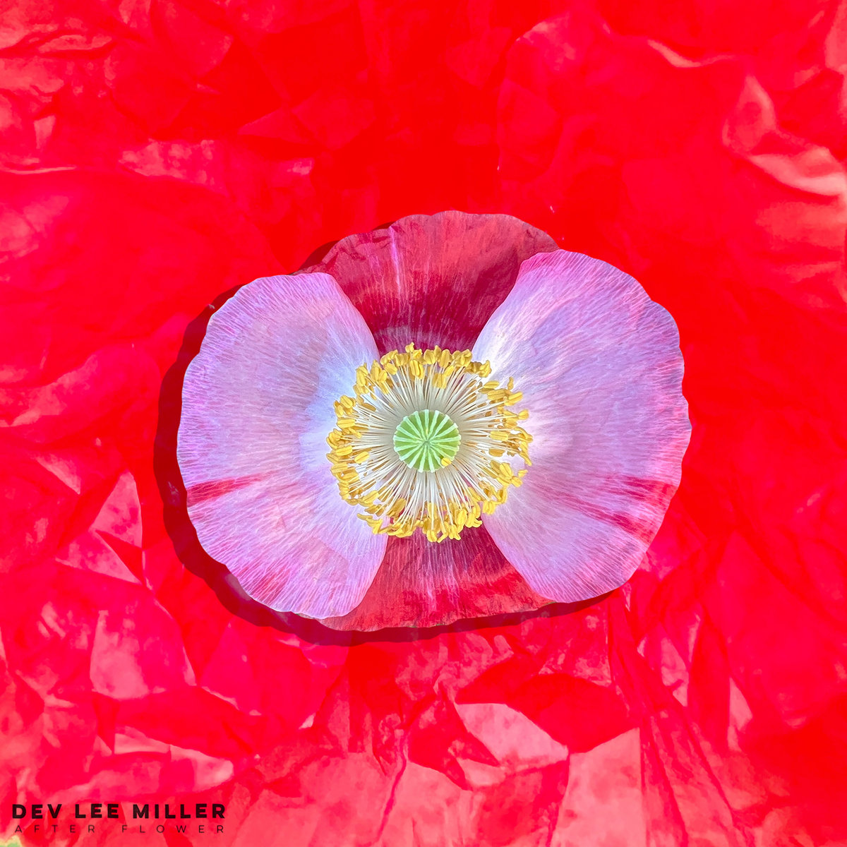 After Flower | dev lee miller | Dev Lee
