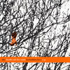 The Death Cab For Cutie Forbidden Love EP