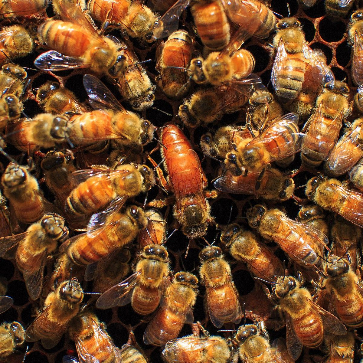 South Korean Honey Bee Afraid Of The Dark south-korean-honey-bee-afraid-of-the-dark