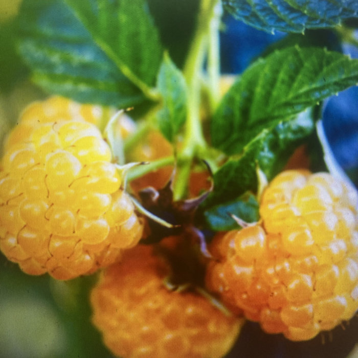 Yucky Raspberry Yellow Raspberry FULL STEMS | Xiu Xiu | XIU XIU