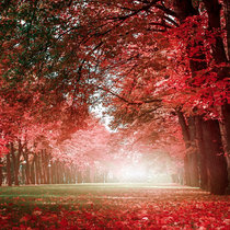 Autumn Colors cover art