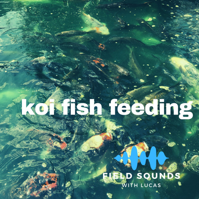Koi Fish Feeding Library | Field Sounds With Lucas