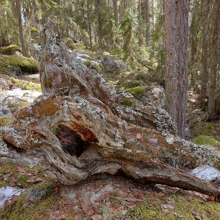 Deciduous | Astral Doom
