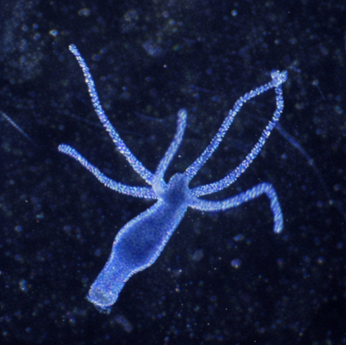 Hydra - Lapis | SWIM