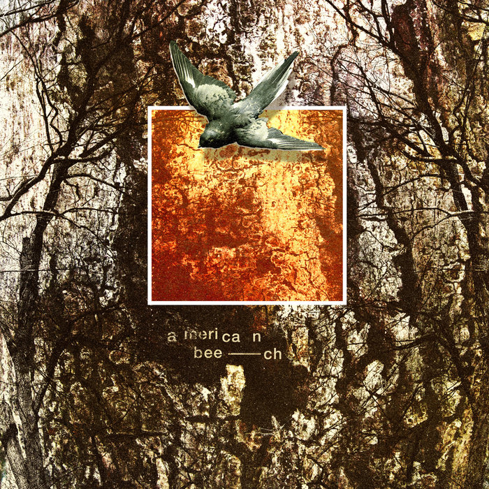 American Beech American Beech