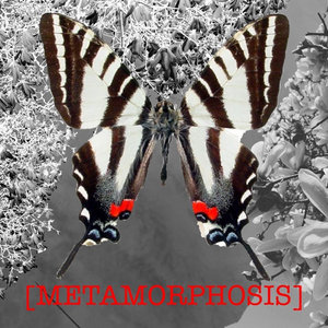 [METAMORPHOSIS] cover