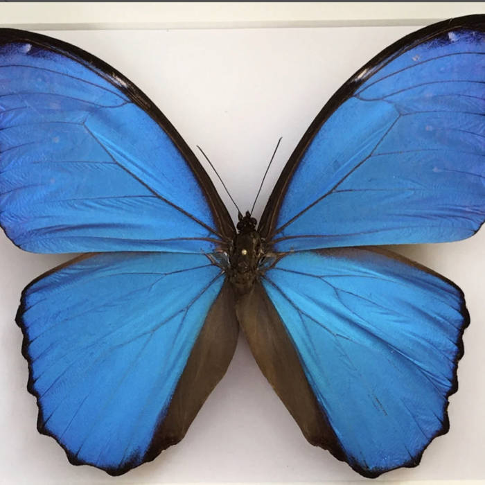 Le Vertige du Papillon I & II | Benjamin de la Fuente