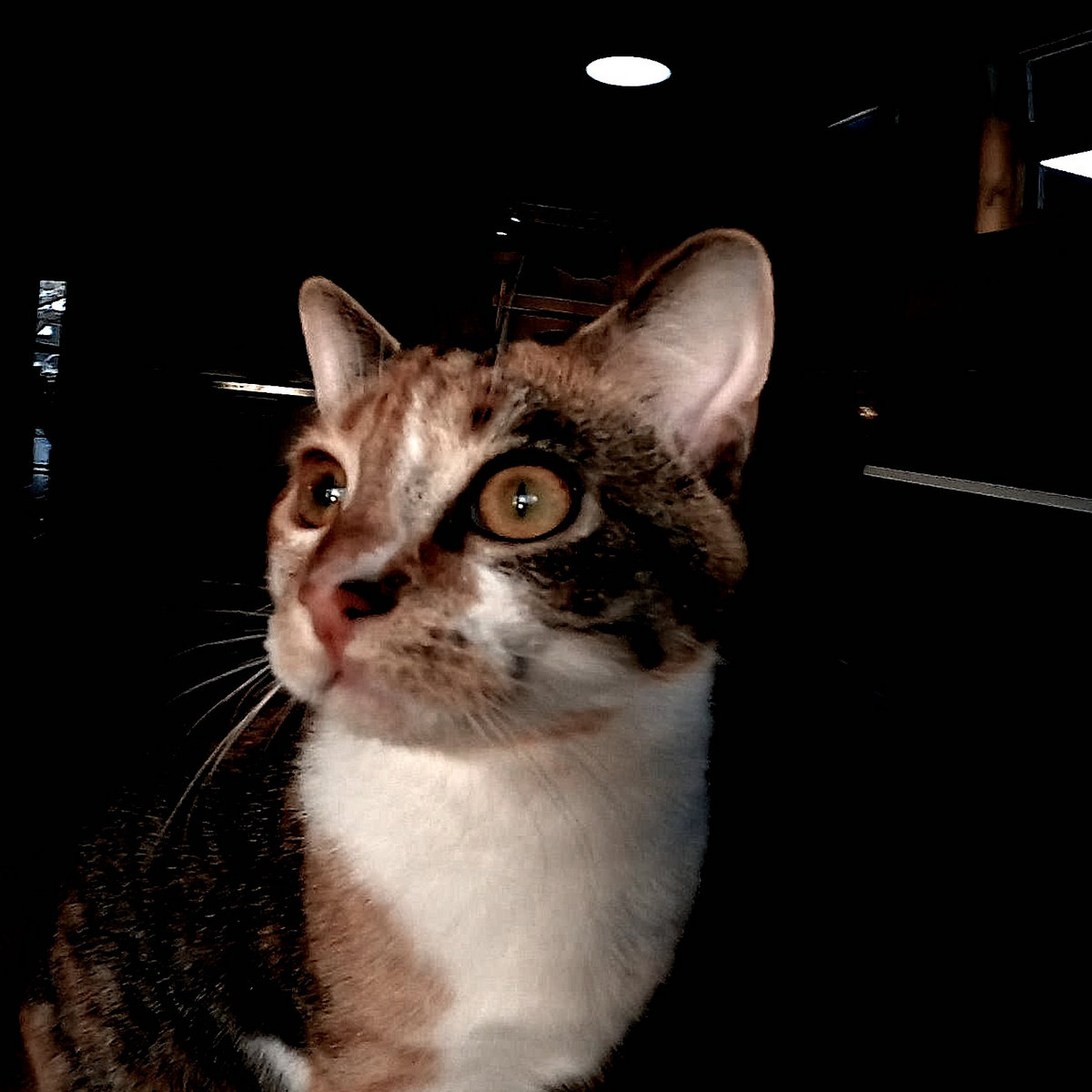 The Cats Grand Piano 2024 Curtis Bjur