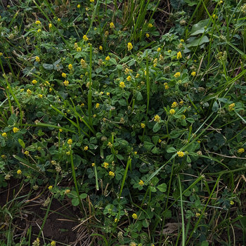 Stardew (Candy Kingdom Remix)