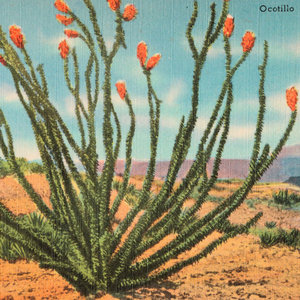 Ocotillo cover