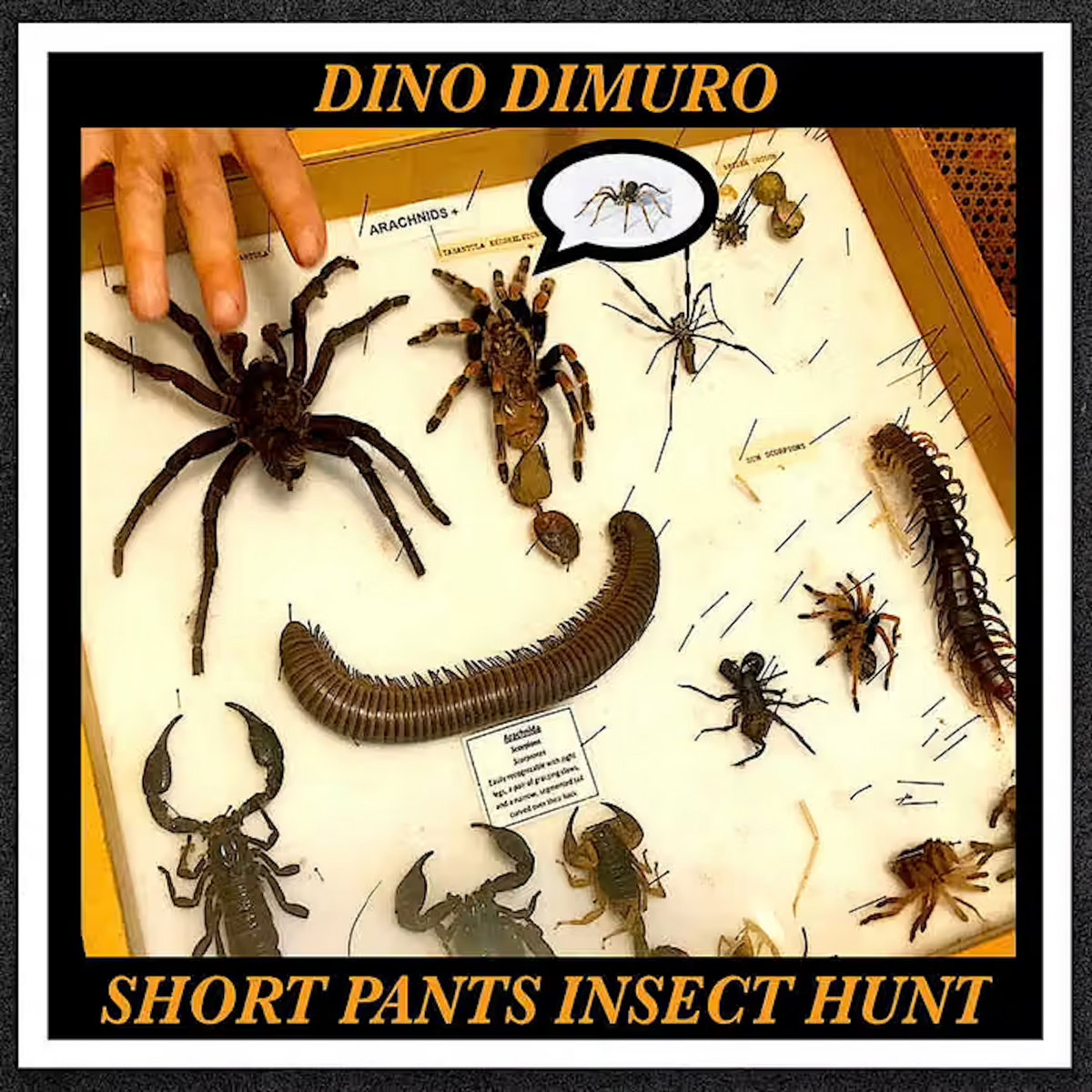 Short Pants Insect Hunt