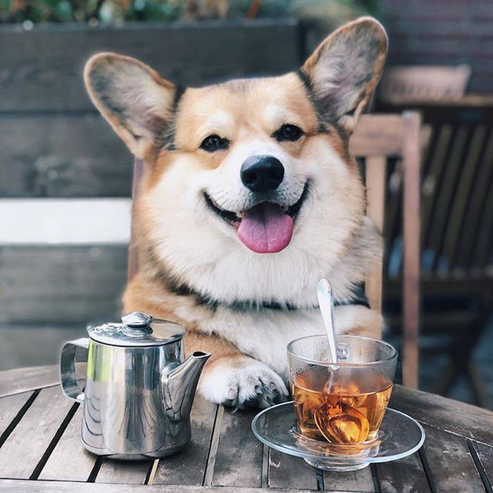 Доброе утро картинки с корги