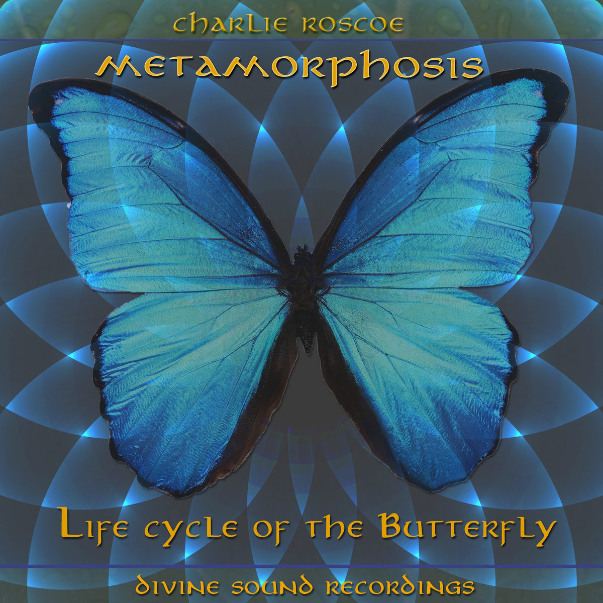 бабочка mp3. Butterfly mp3. бабочка mp3. бабочка mp3. бабочка старфол для авы.