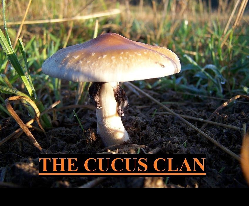 the cucus clan | Domesticando Abuelas