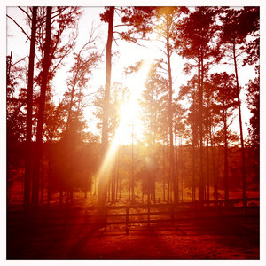 Red Wind cover