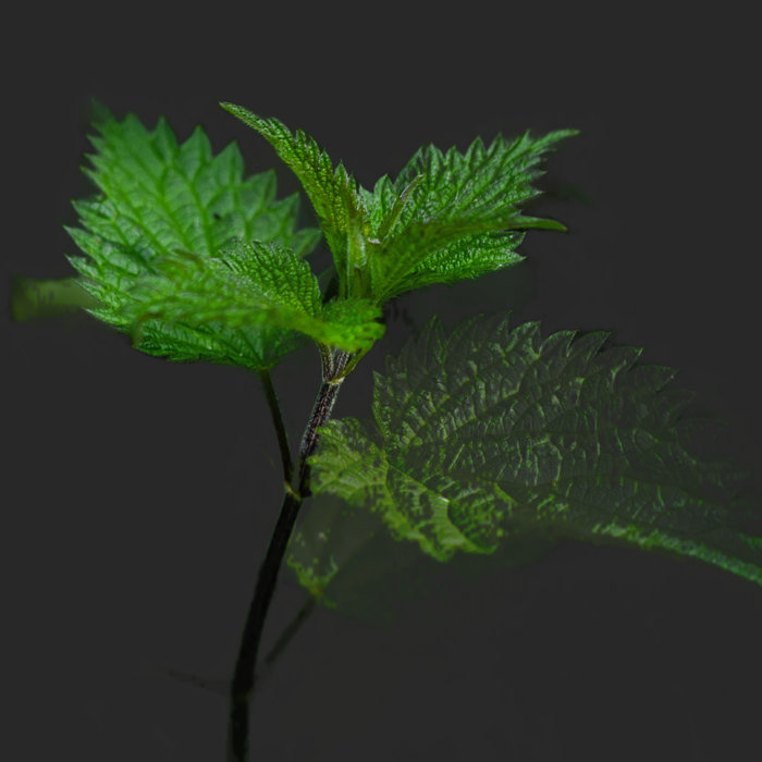 Wild Mint, by Raphaël Bastide
