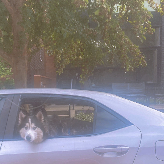 Dog Named Milford Boneyard Dog Named Milford BSDJ