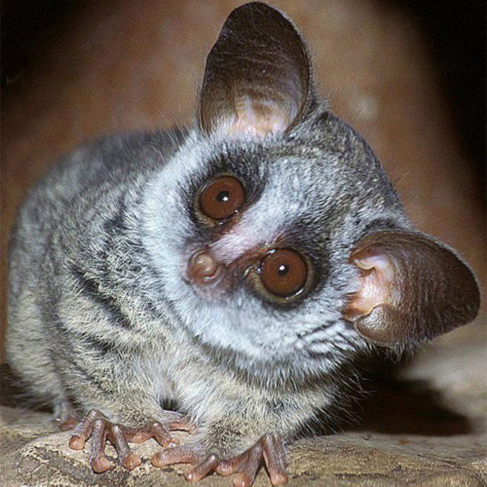 Bush Bush Baby | The Bush Babies