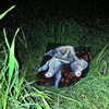 dandyboyrecords.bandcamp.com