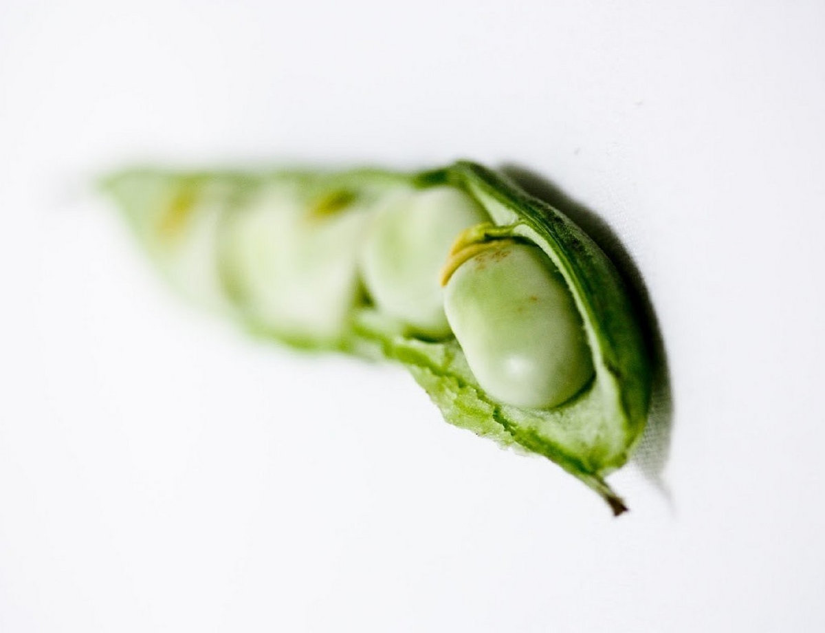 Fatha Rind The Fatha Bean | Fava Bean