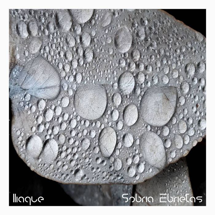 Sobria Ebrietas & Iliaque – Carnation