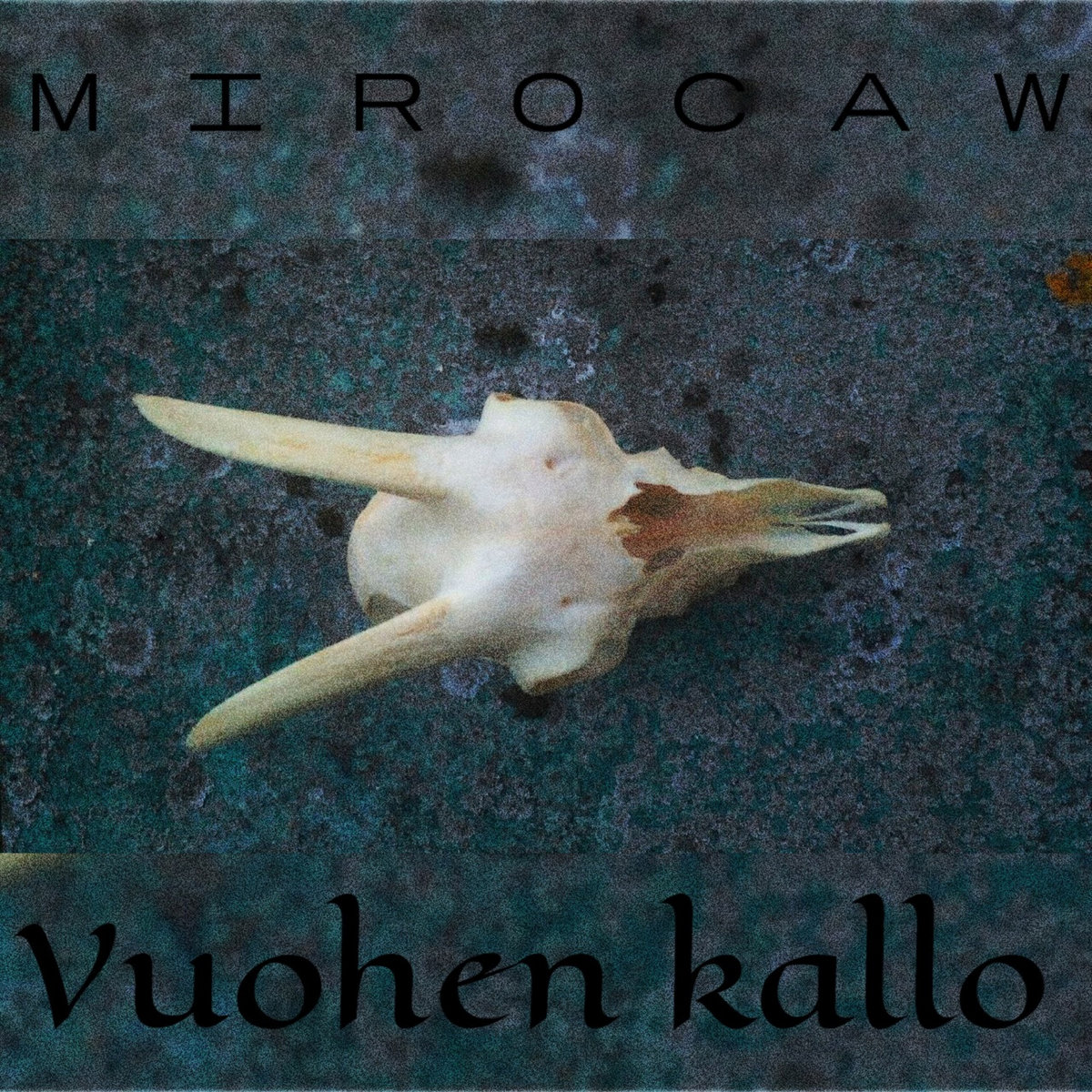 Mirocaw – Vuohen kallo